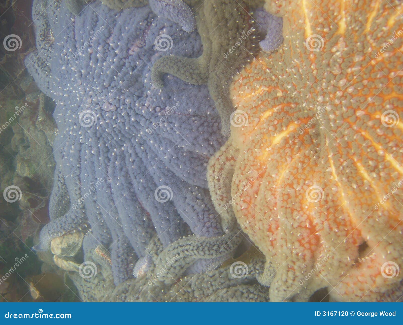 Sunflower starfish stock photo. Image of sunflower, animal 3167120