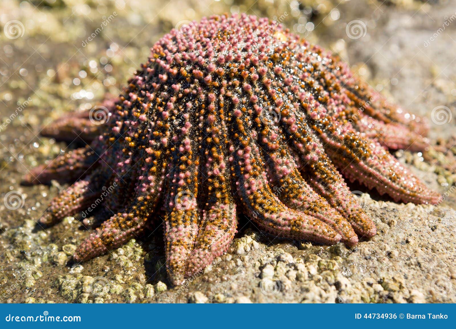 Sunflower Starfish on the Shore Stock Photo Image of ocean, nature