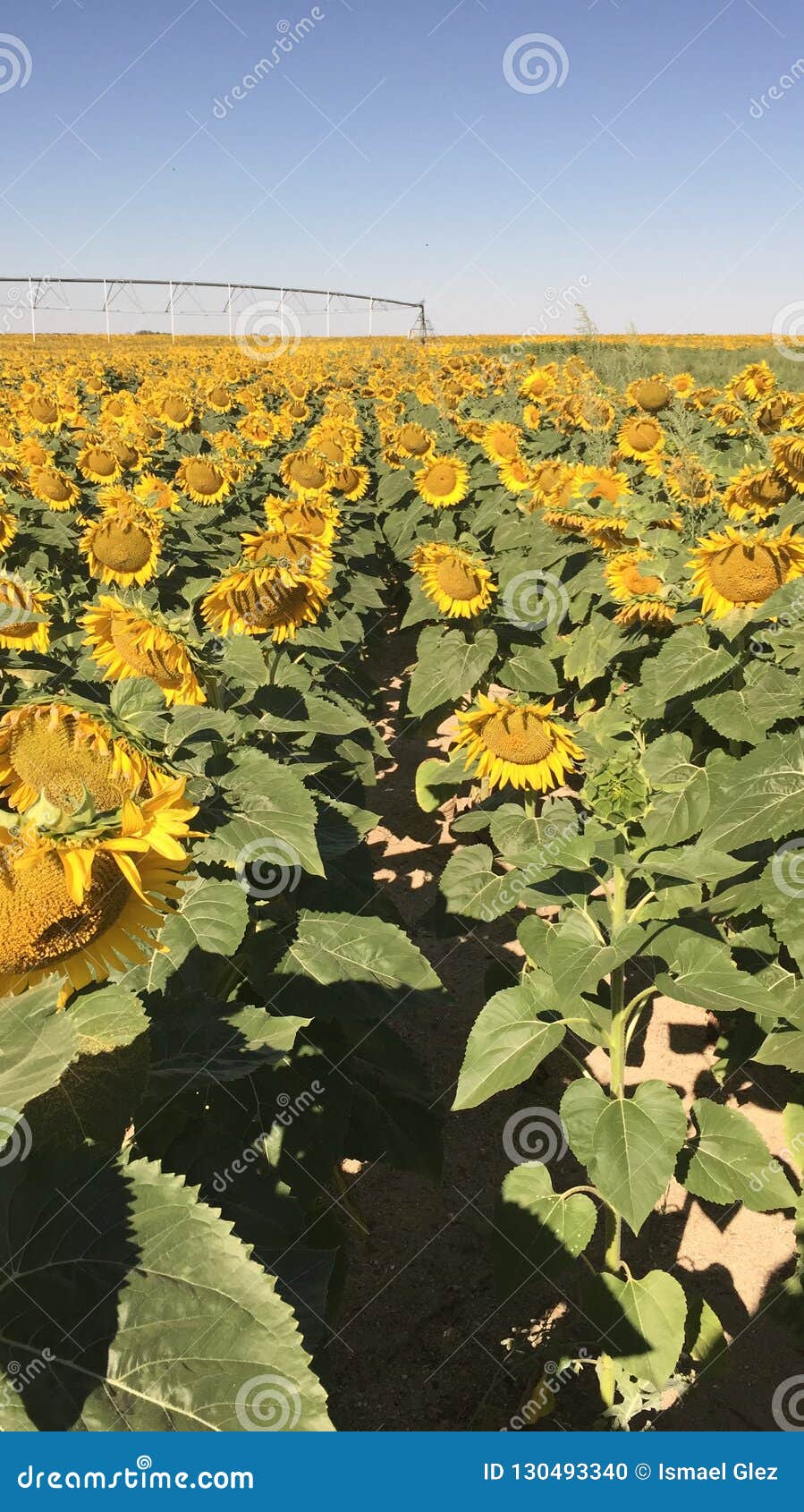 sunflower girasoles