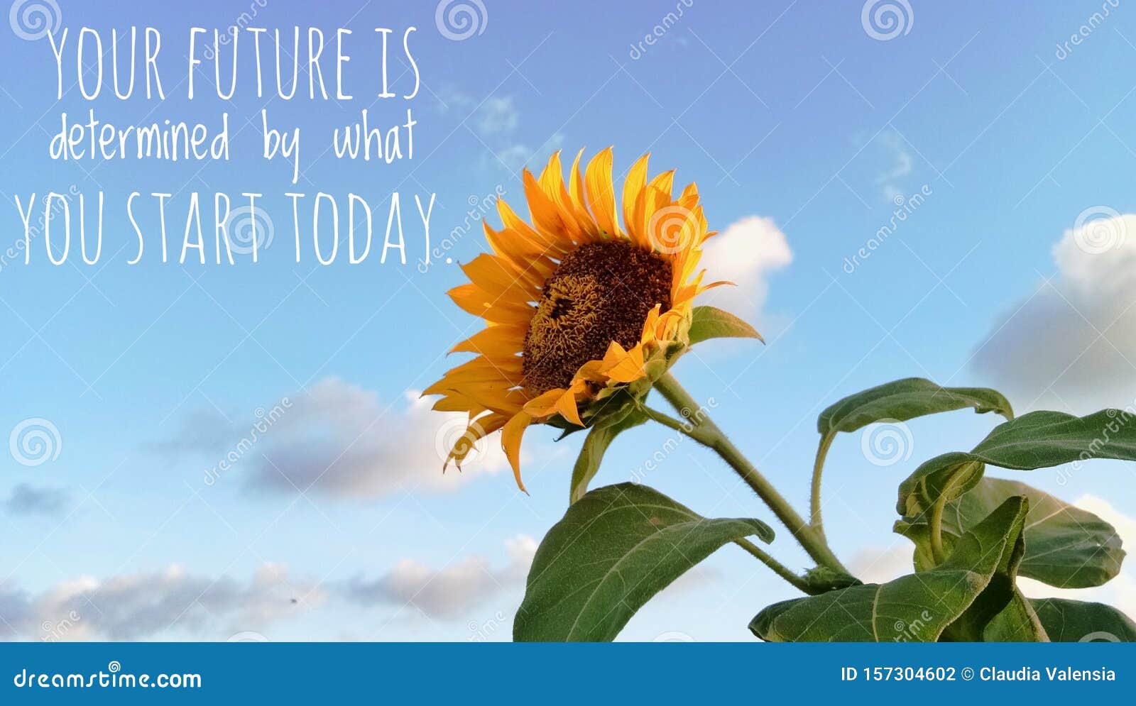 Sunflower At Summer In Blue Sky Stock Photo Image Of Agriculture Fieldsunflower