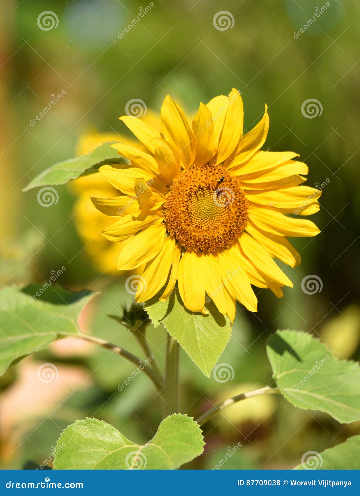 Sunflower summer stock photo. Image of plant, agriculture 87709038