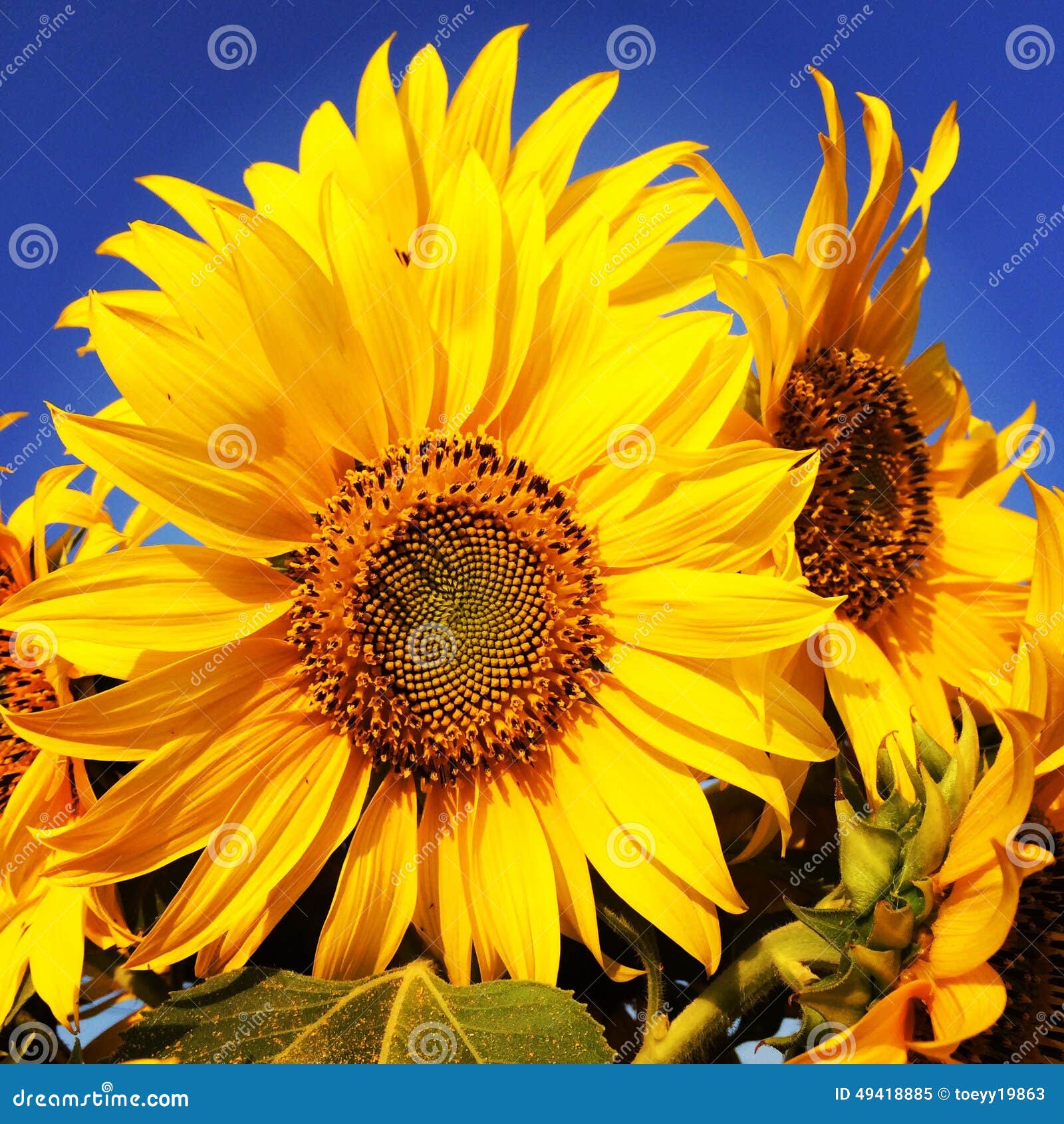 Sunflower stock image. Image of sunflower, blooming, flower - 49418885