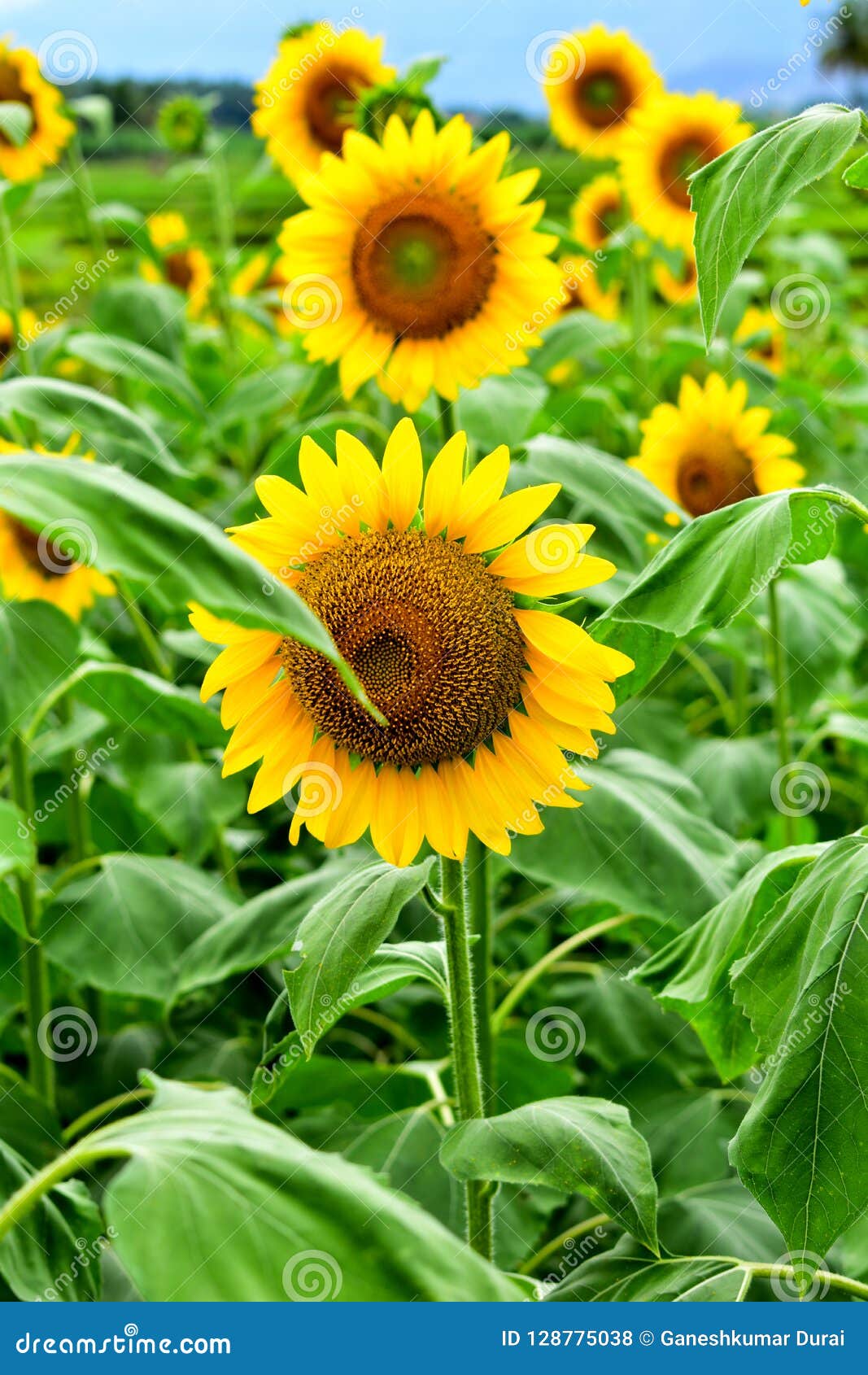 Sunflower Suntastic Yellow with Black Center Stock Photo Image of