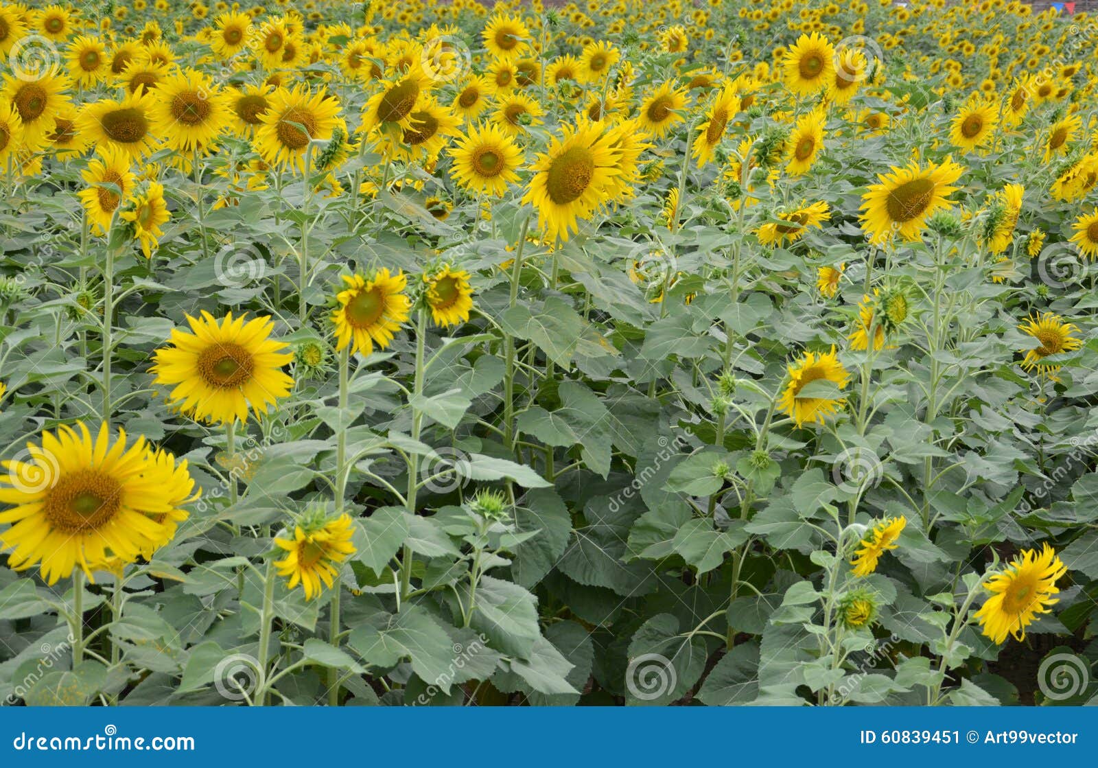 sunflower in thailand and turism