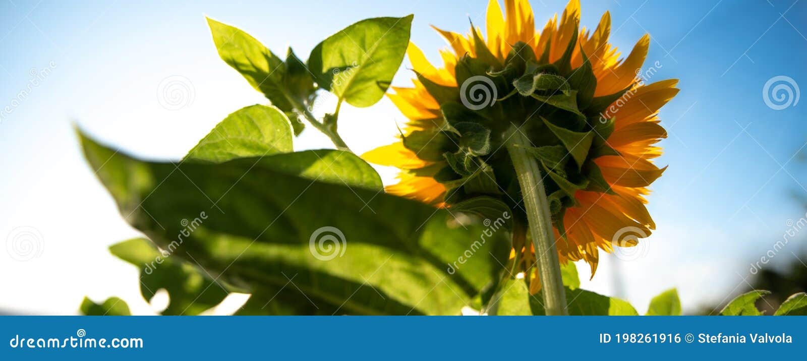 Sunflower Towards the Sun. Sunrise Stock Photo Image of nature