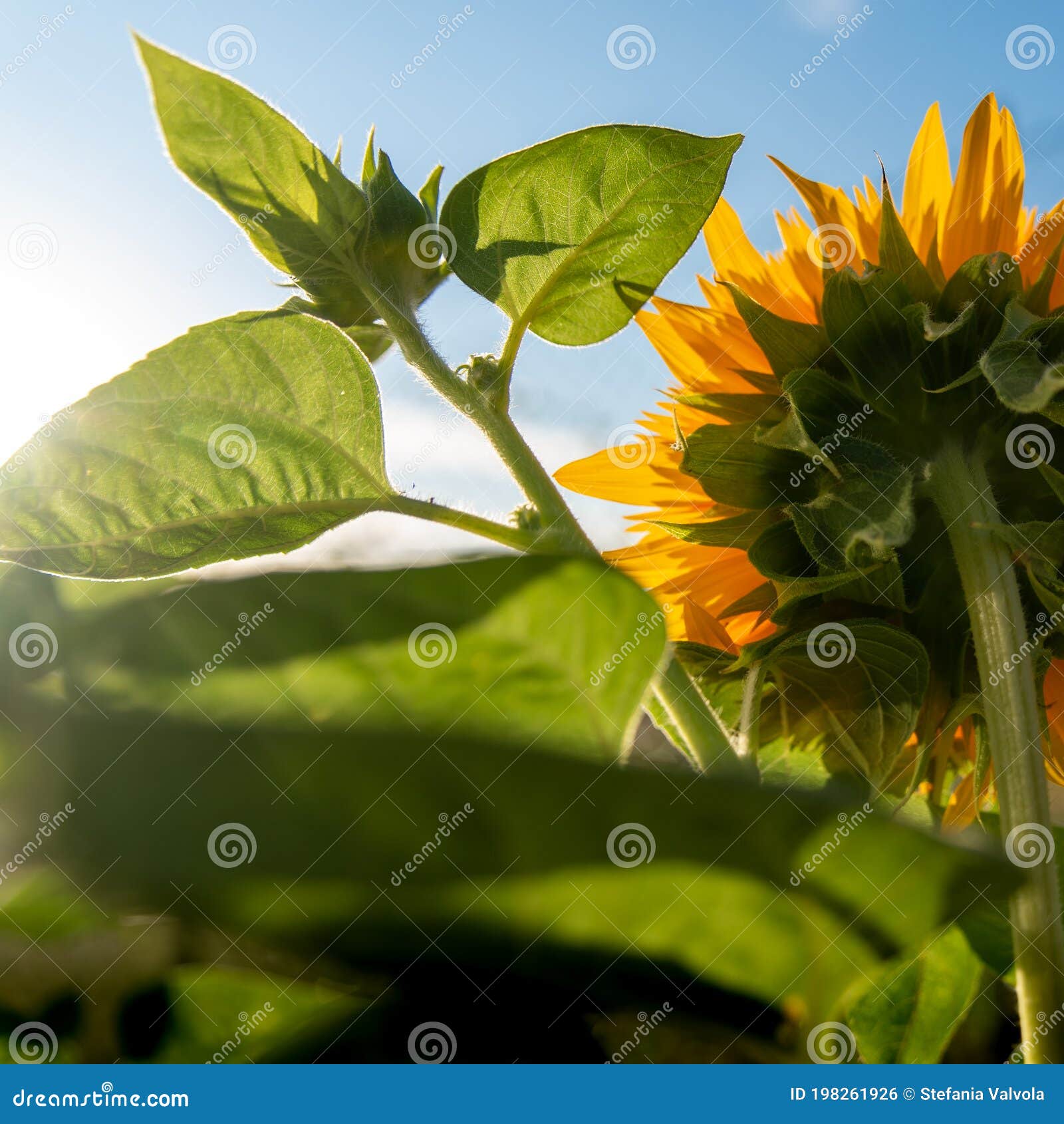 Sunflower Towards the Sun. Sunrise Stock Photo Image of sunflower