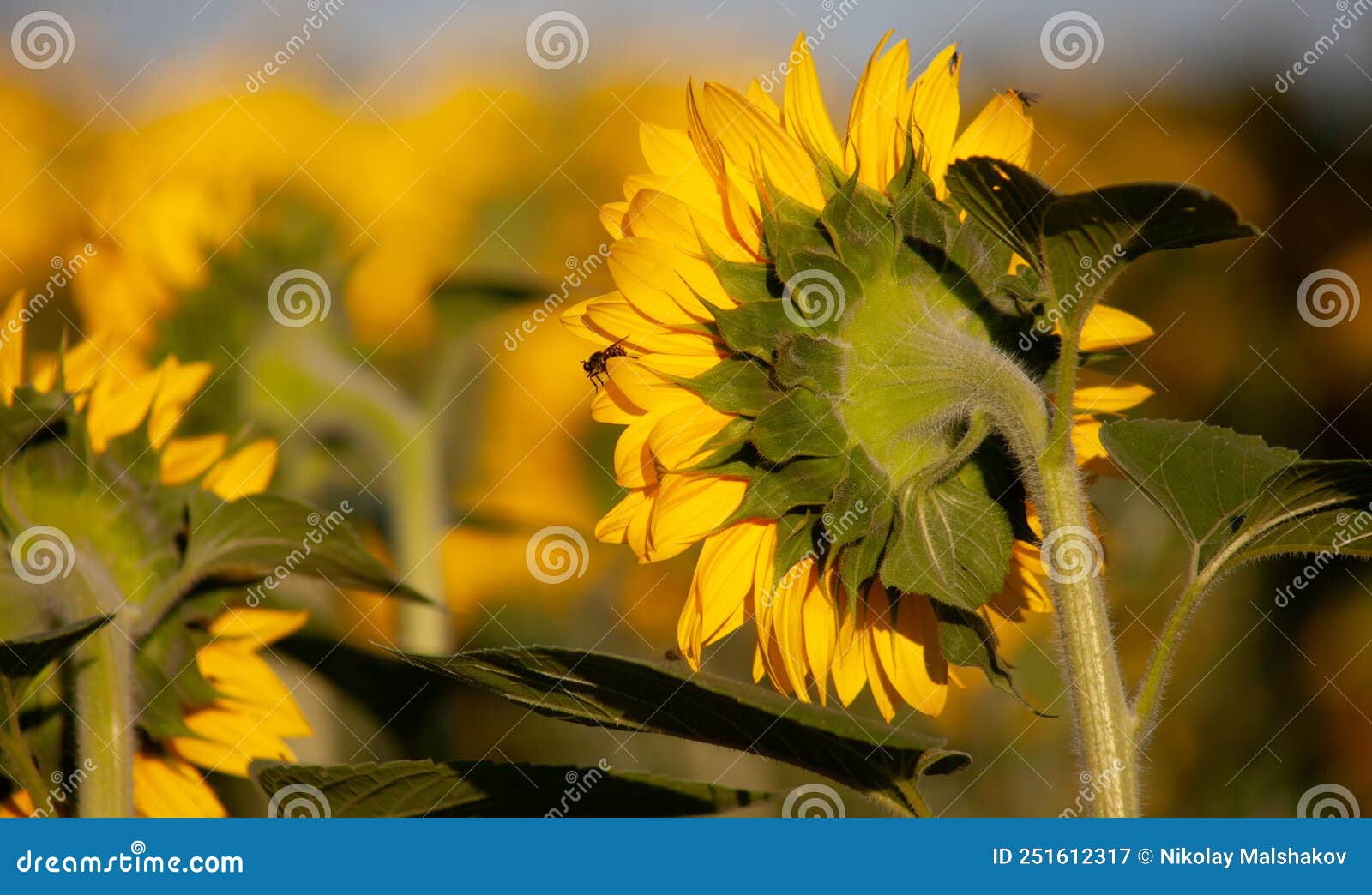 Sunflower Turned To the Sun. the Back of the Sunflower Stem Cap Stock