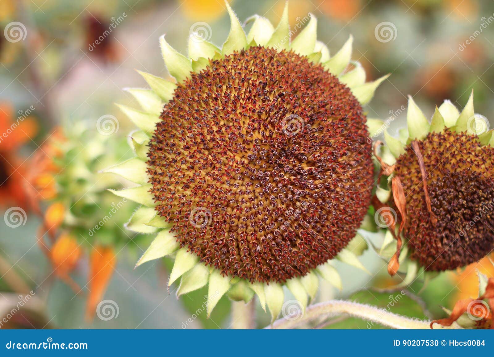 Sunflower Turns Towards the Sun Stock Photo Image of food, plant