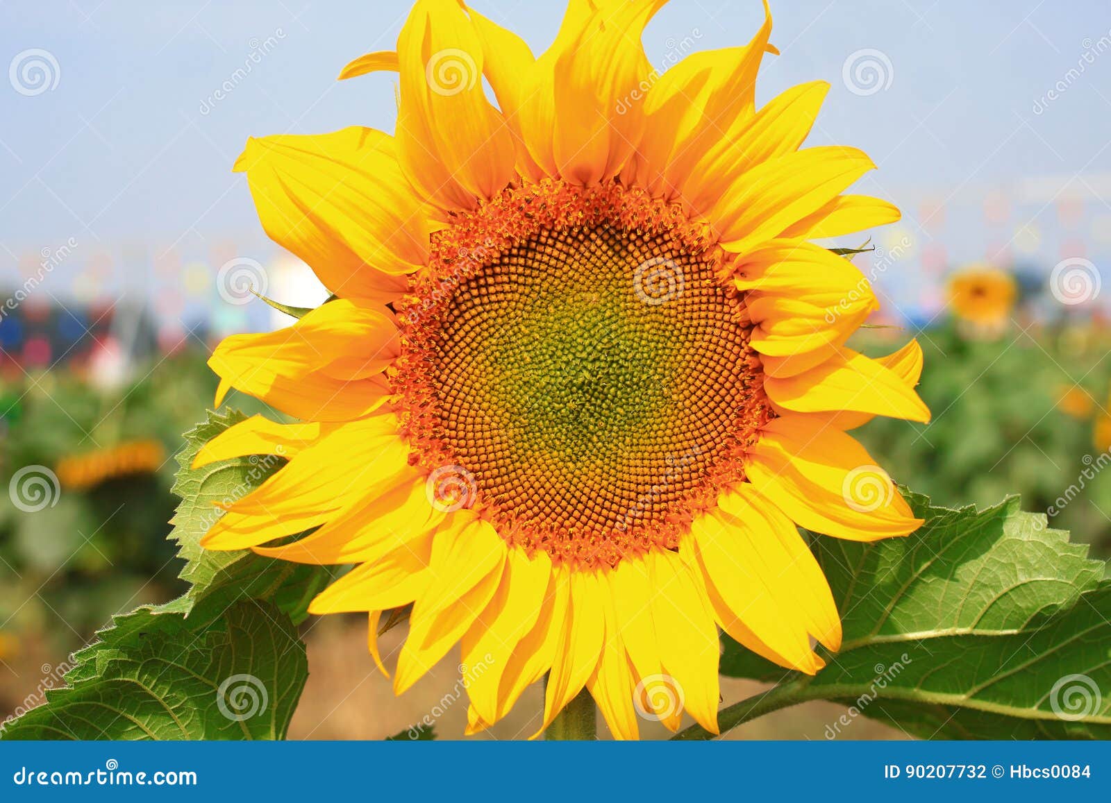 Sunflower stock photo. Image of background, material 90207732