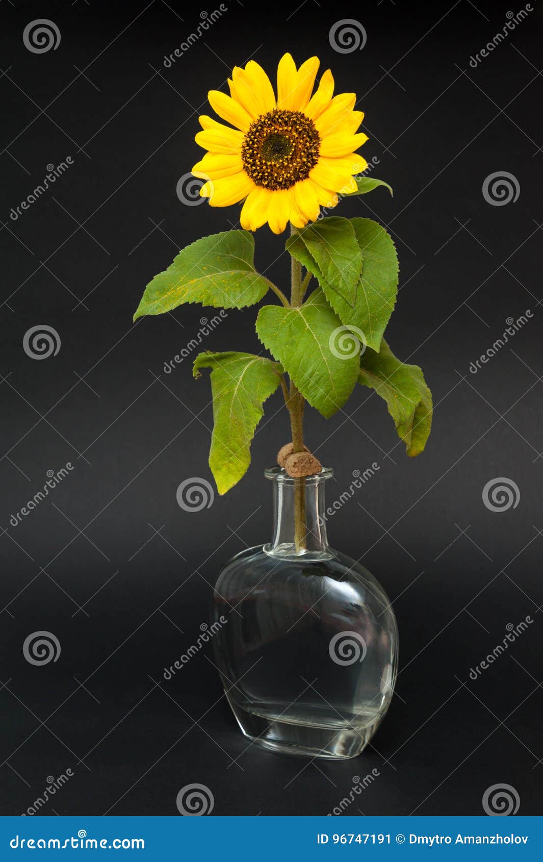 Sunflower In Vase Of Water. Stock Image Image of petal, beauty 96747191