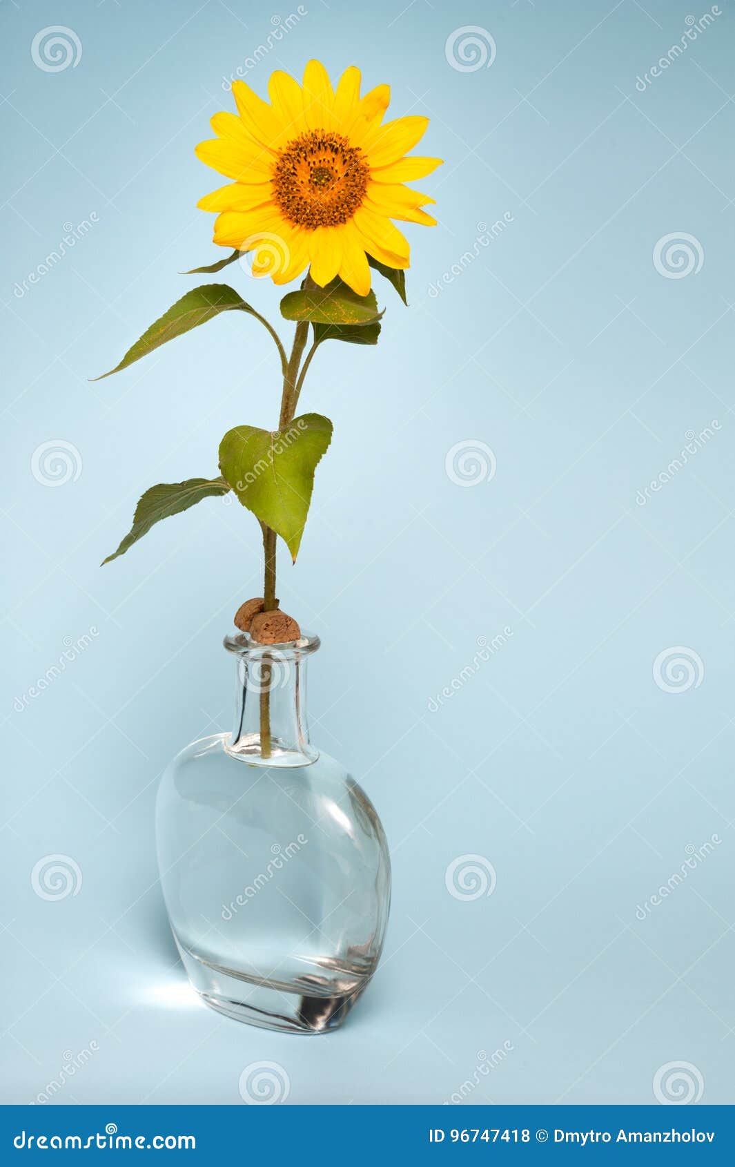 Sunflower in vase of water stock photo. Image of decorative 96747418