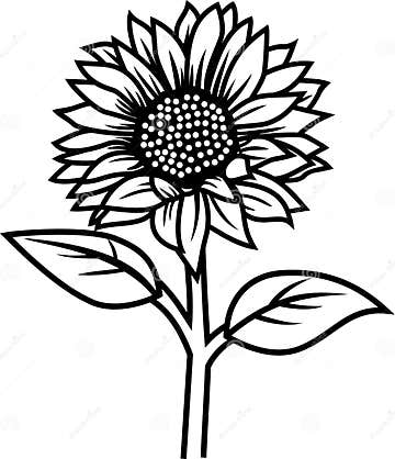 Sunflower Vector Line Art Black White Outline Stock Photo ...