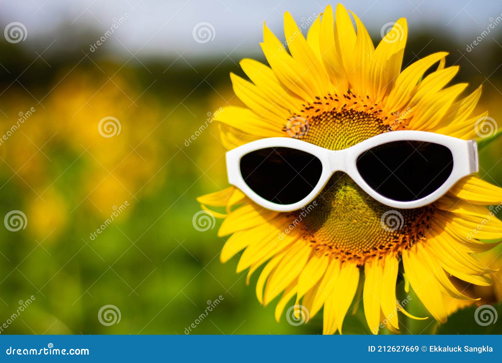 1,592,431 Funny Background Stock Photos - Free & Royalty-Free Stock Photos  from Dreamstime