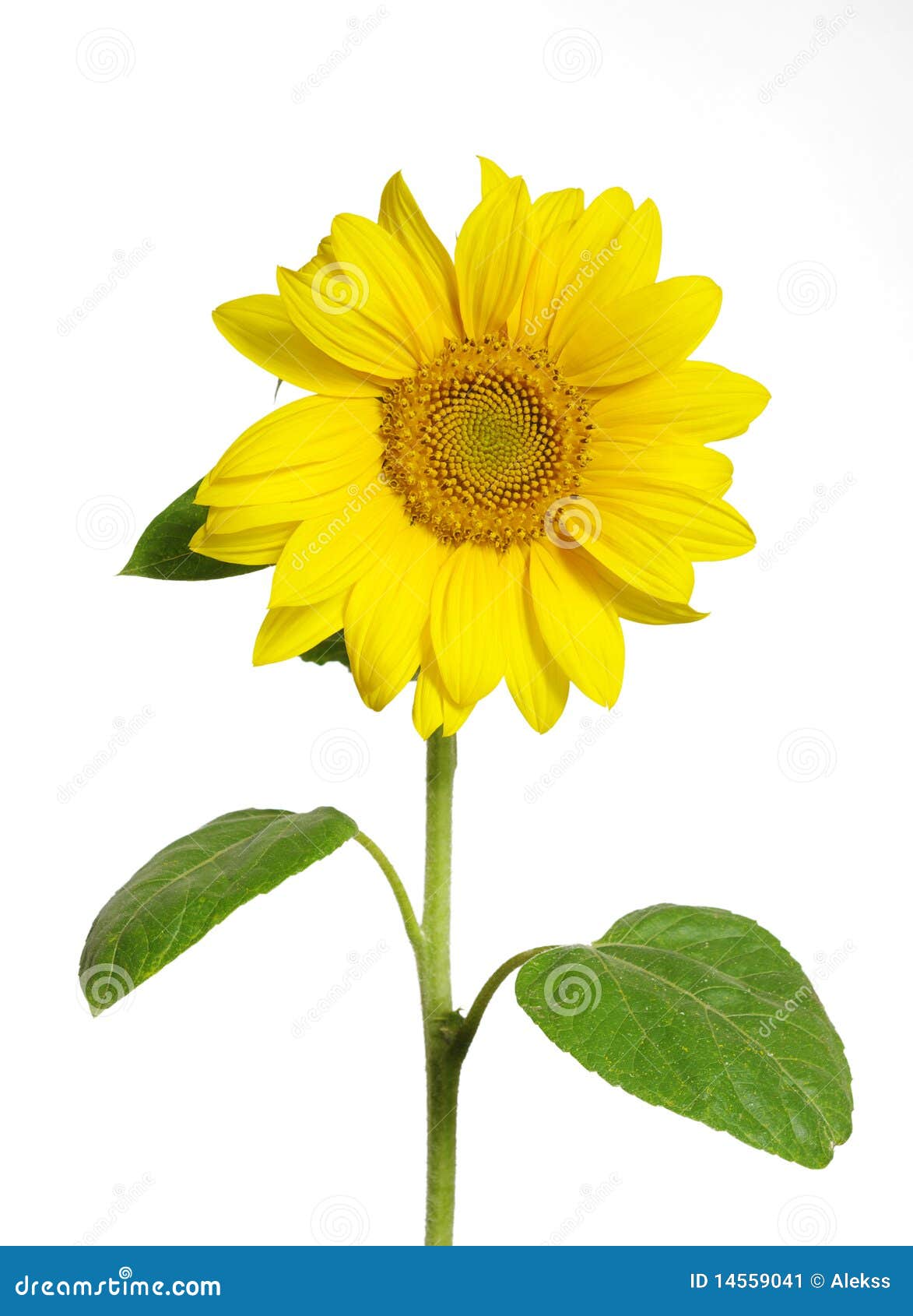 Sunflower on white stock image. Image of petal, botany 14559041