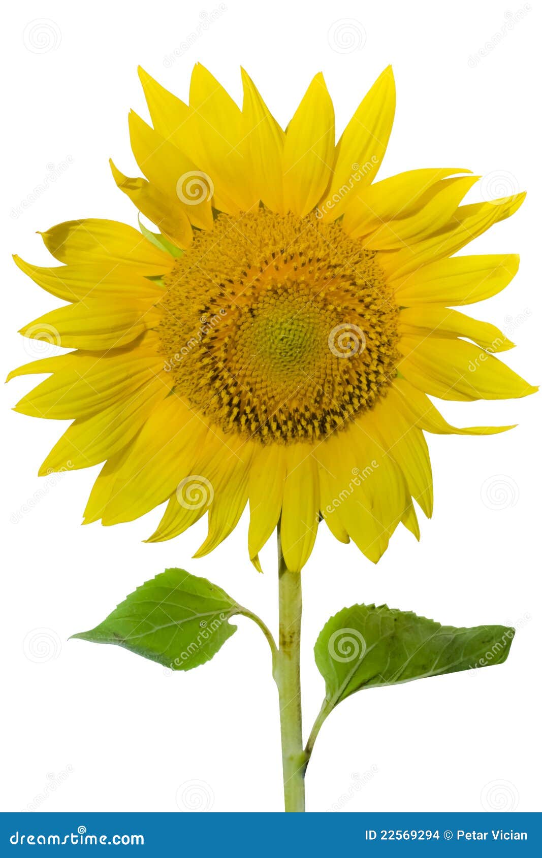 Sunflower on white stock photo. Image of close, leaf 22569294