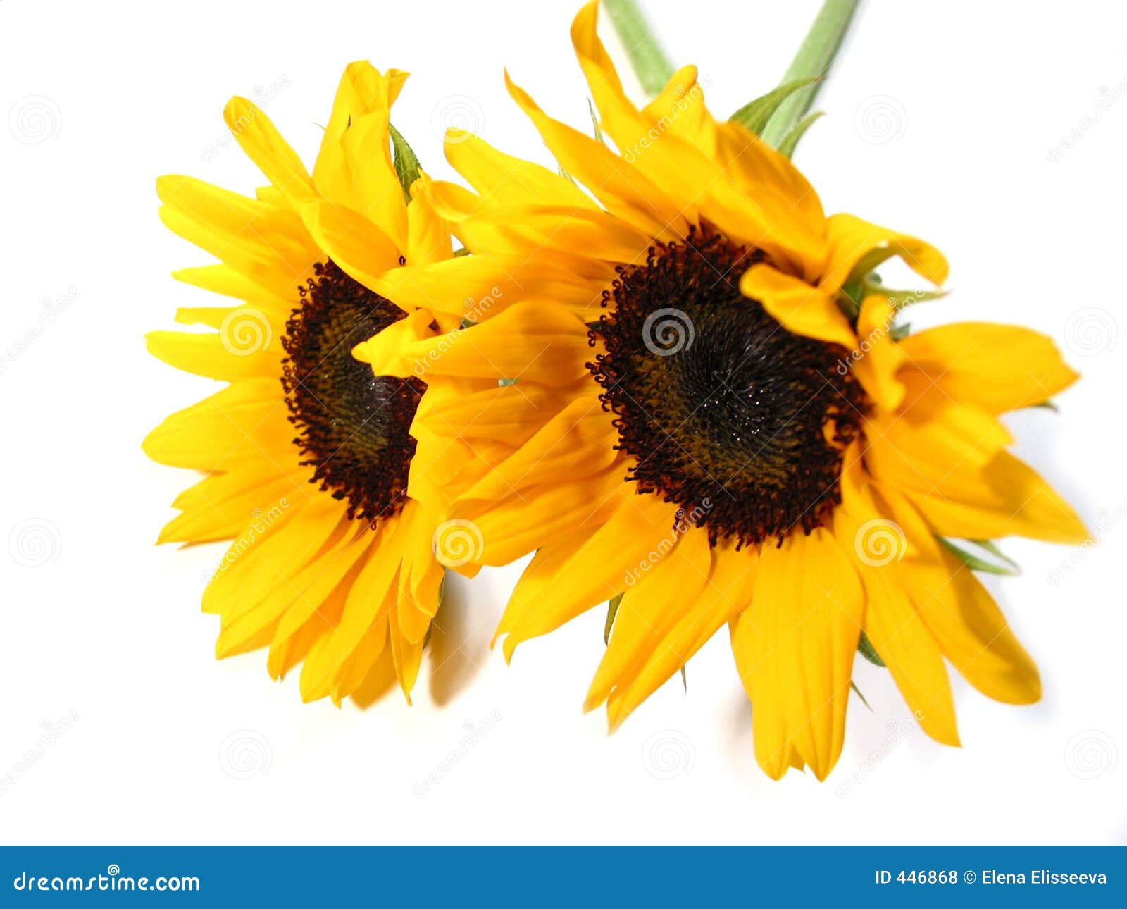 Sunflower white background stock photo. Image of sunflower - 446868