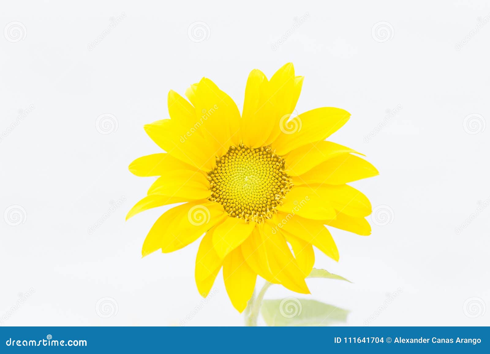 sunflower on white background