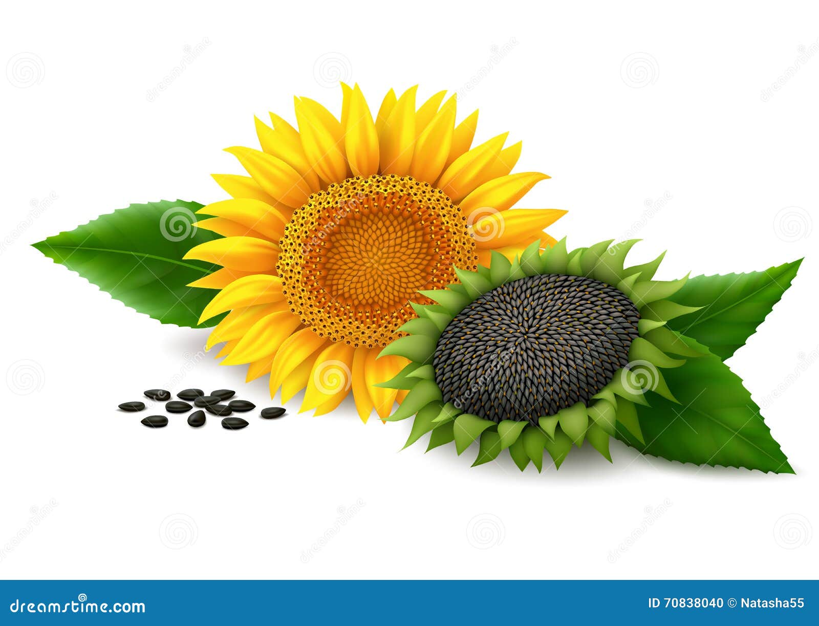 Sunflower on White Background Stock Vector - Illustration of leaf ...