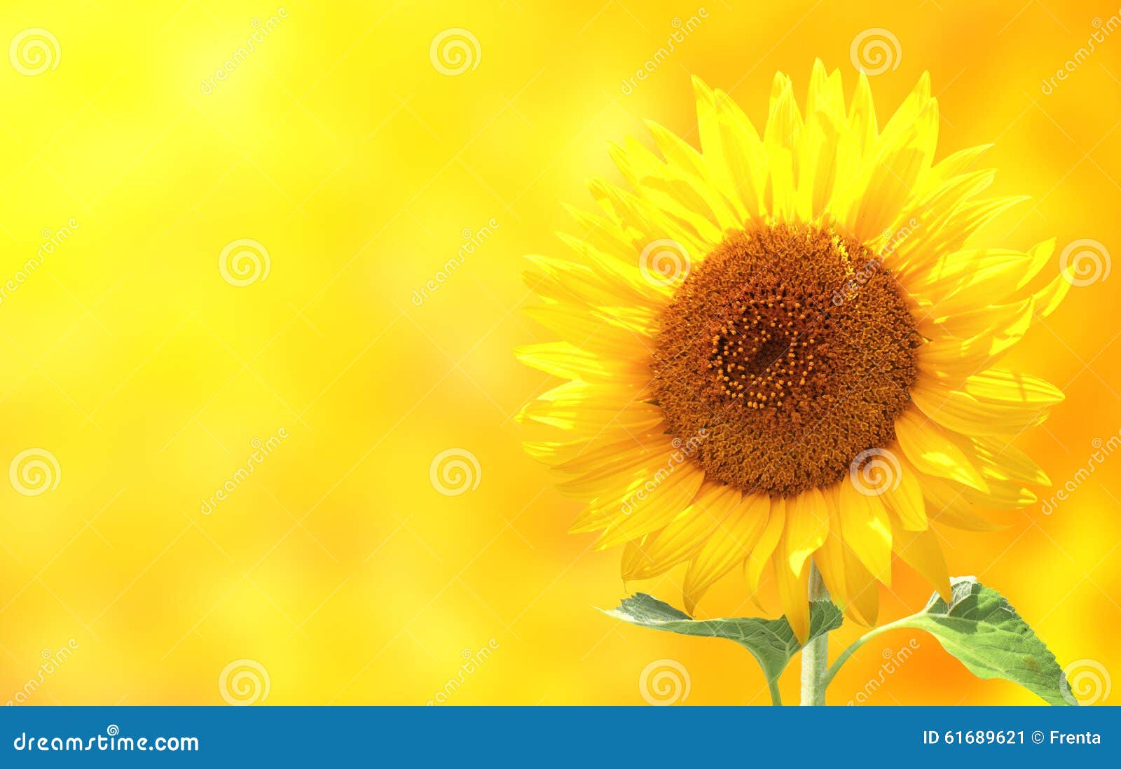 Sunflower on Yellow Background Stock Image - Image of head, floral: 61689621