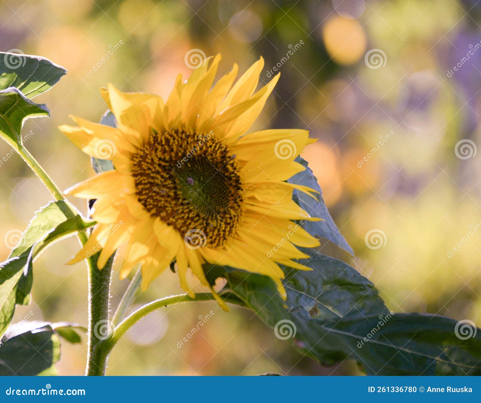 Sunflower and Yellow Leaves Behind Stock Photo Image of yellow