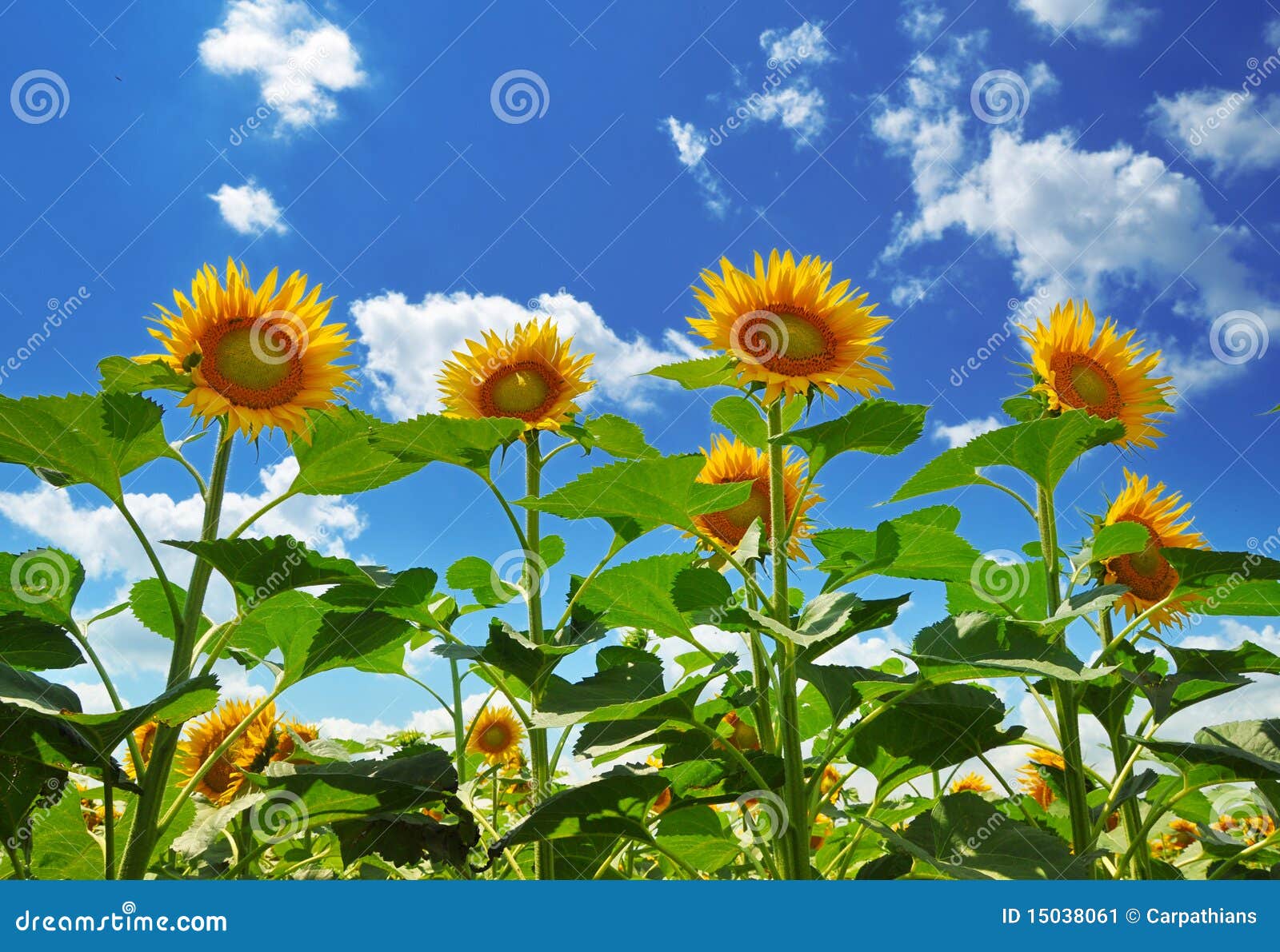 sunflowers