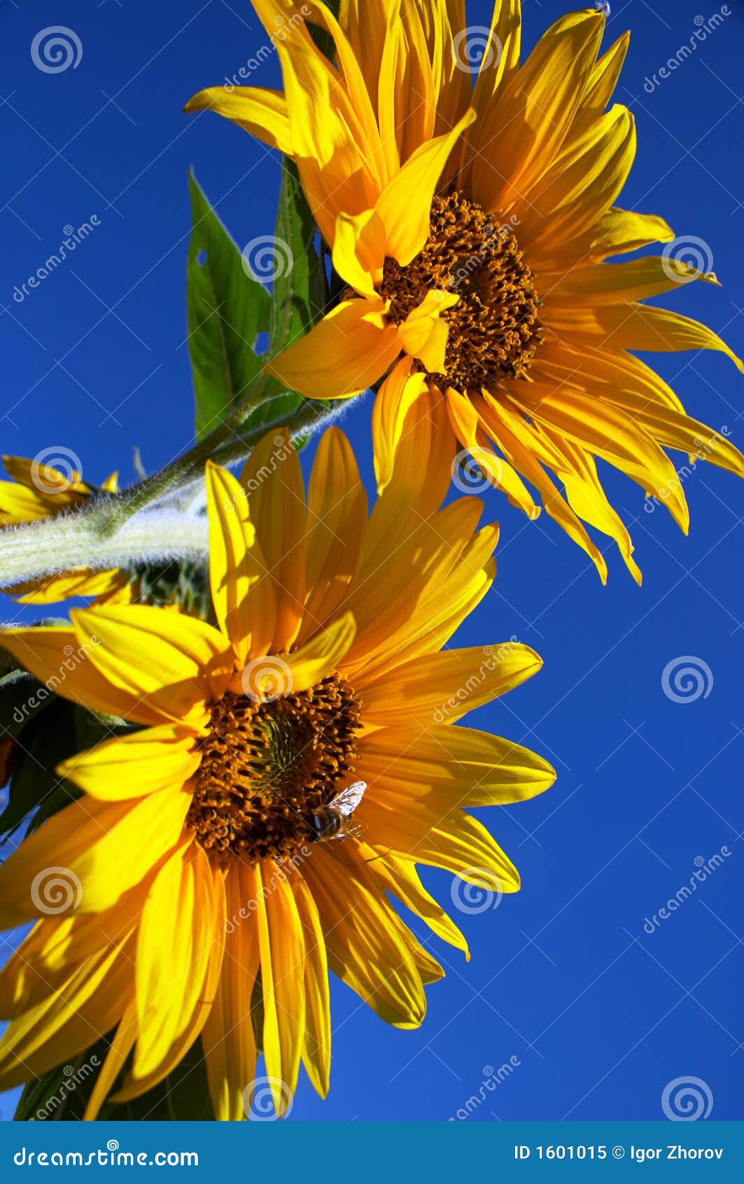 Sunflowers stock image. Image of nature, pettals, peace 1601015