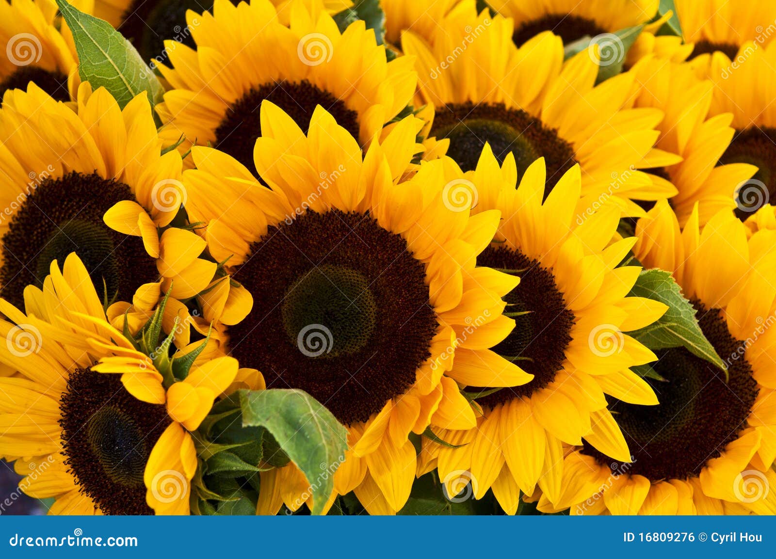 sunflowers