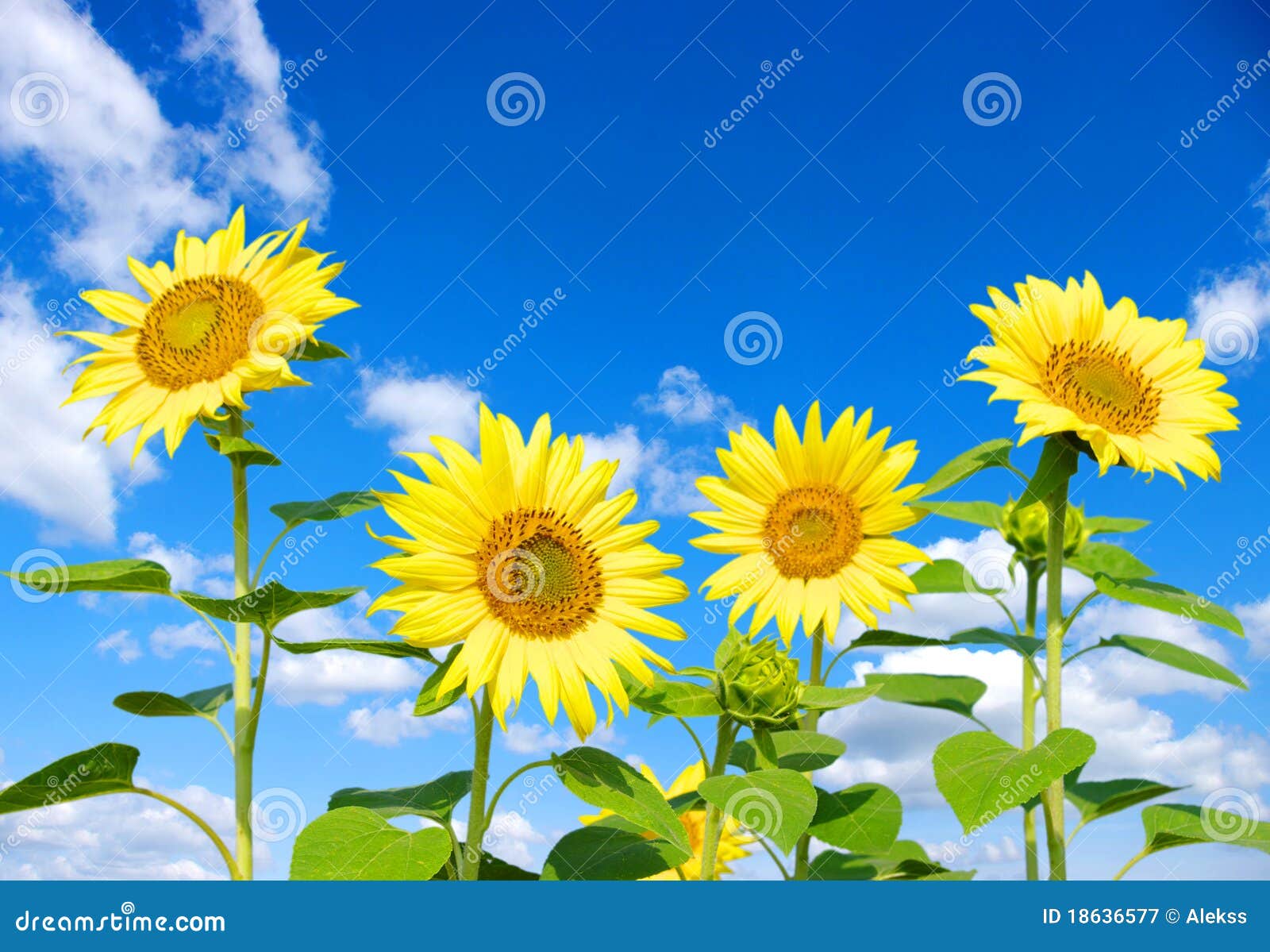 Sunflowers stock image. Image of sunlight, summer, growth 18636577