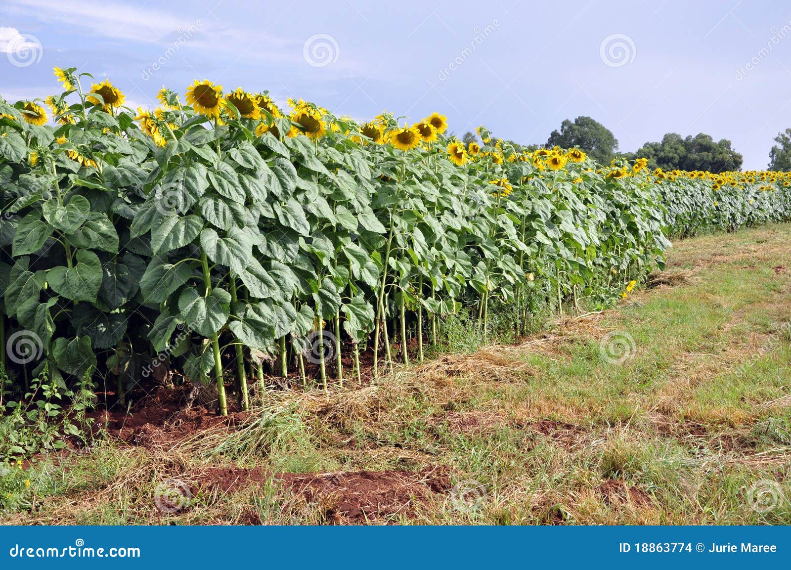 Sunflowers stock photo. Image of agriculture, ranch, nature 18863774