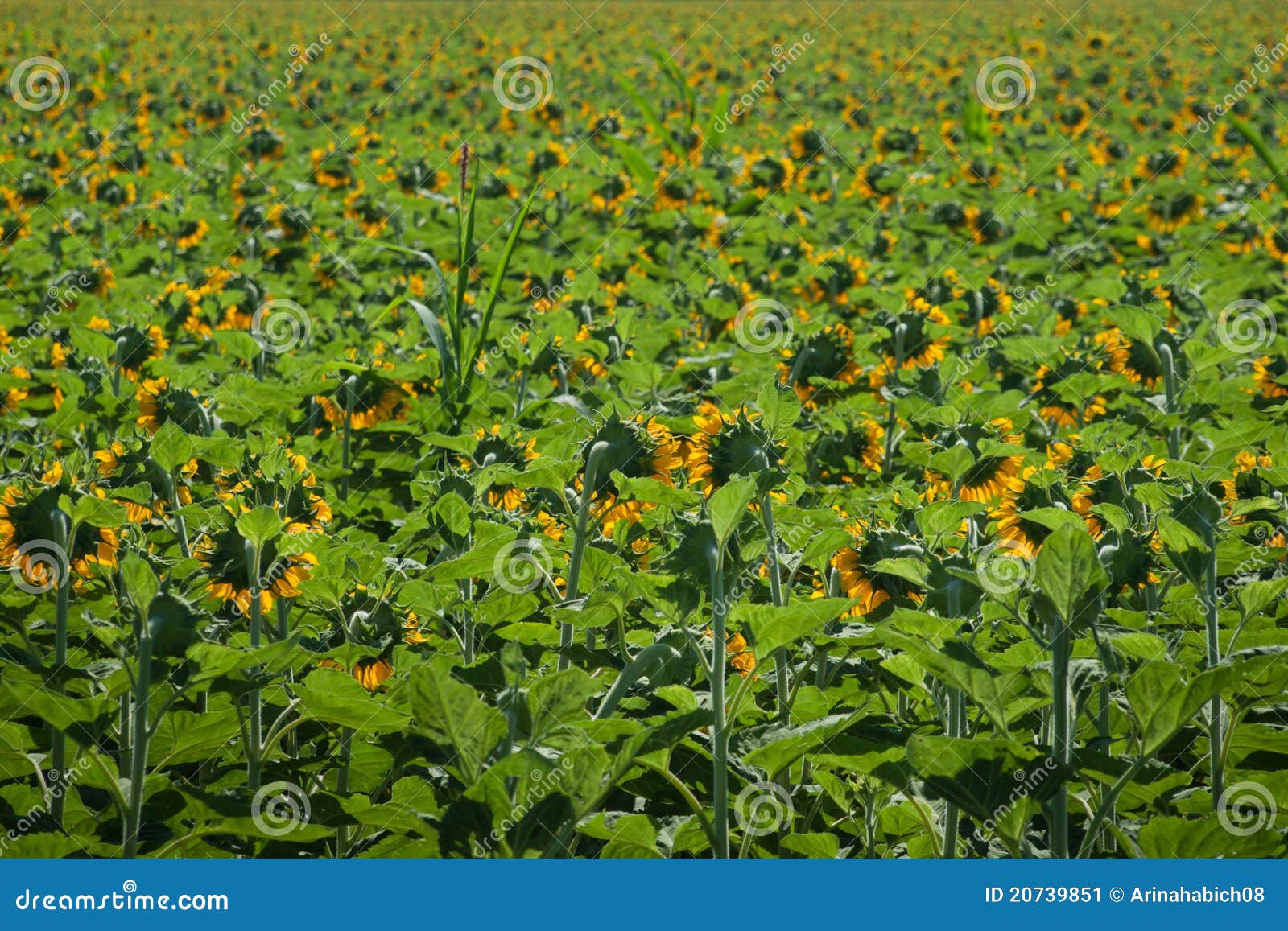 Sunflowers stock image. Image of bright, plantation, sunflower 20739851