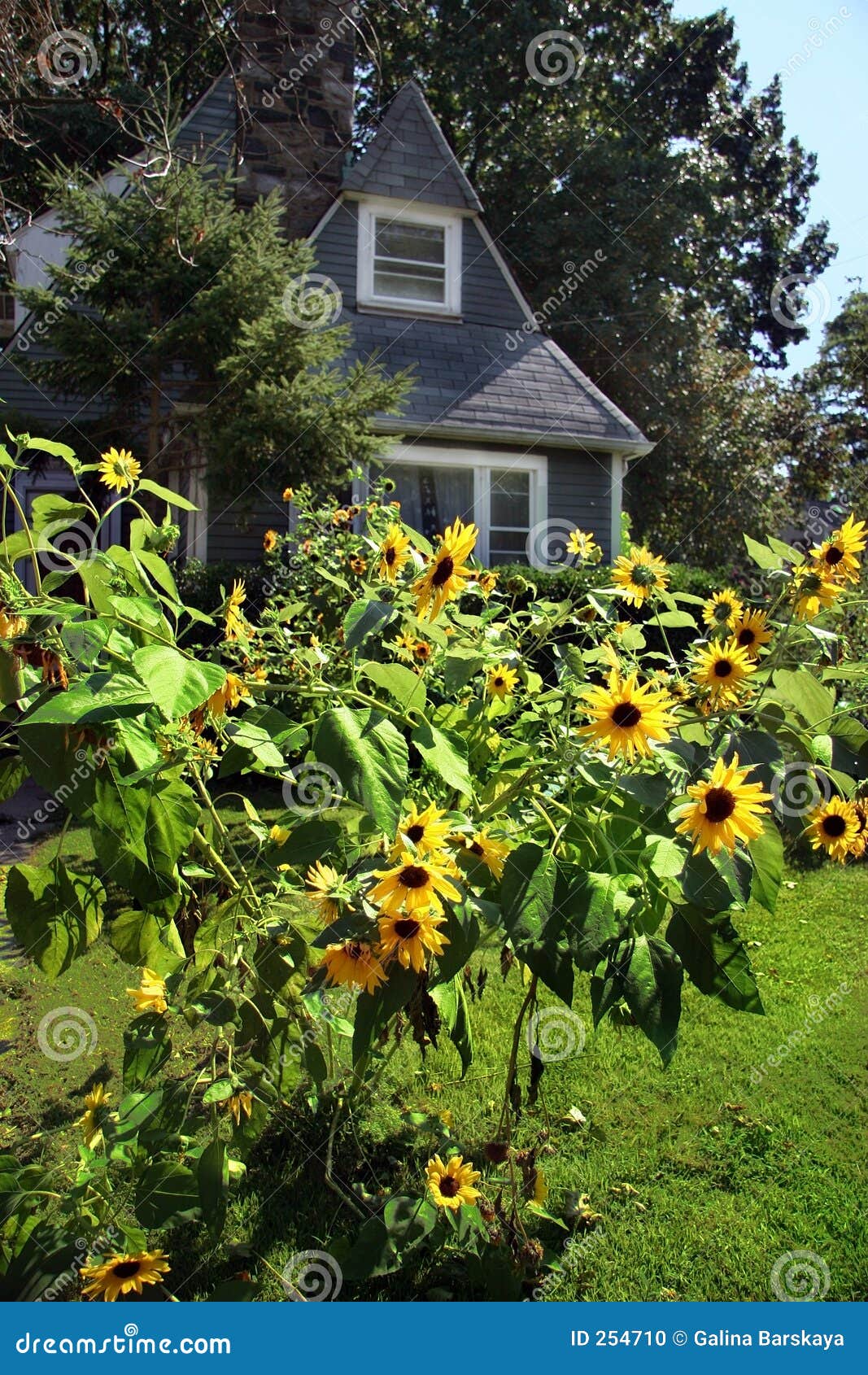 Sunflowers stock photo. Image of clear, homes, bright, house 254710