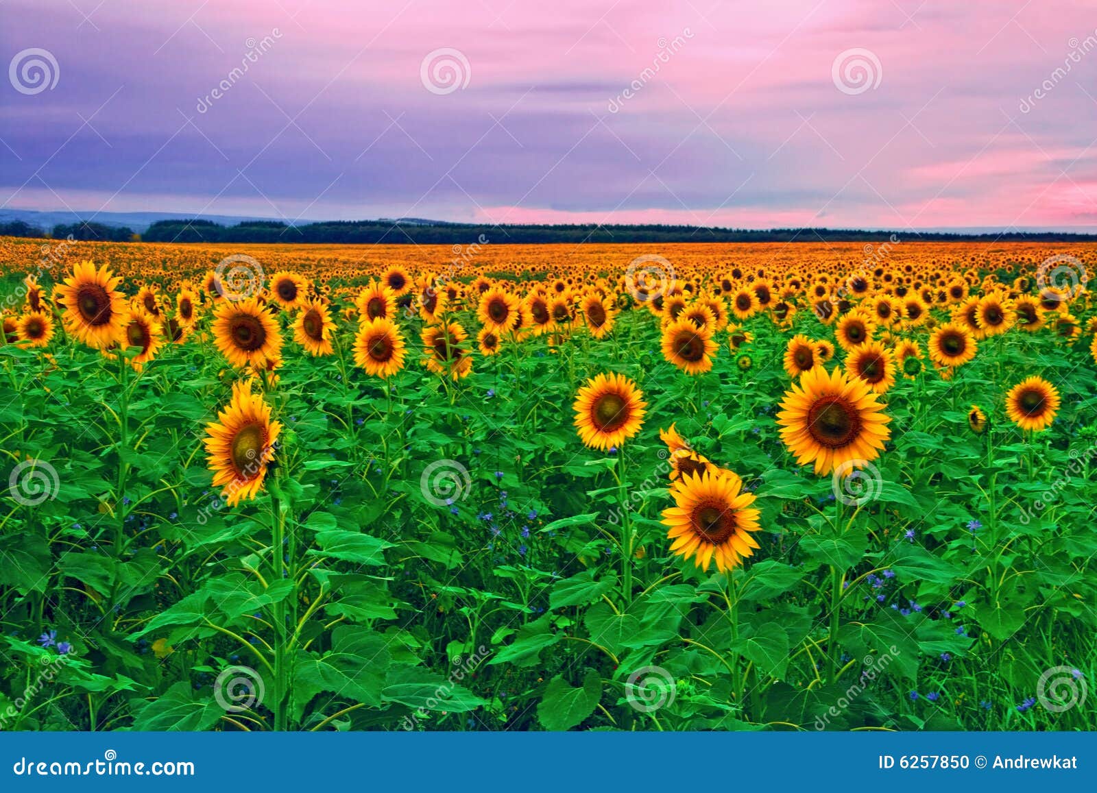 sunflowers