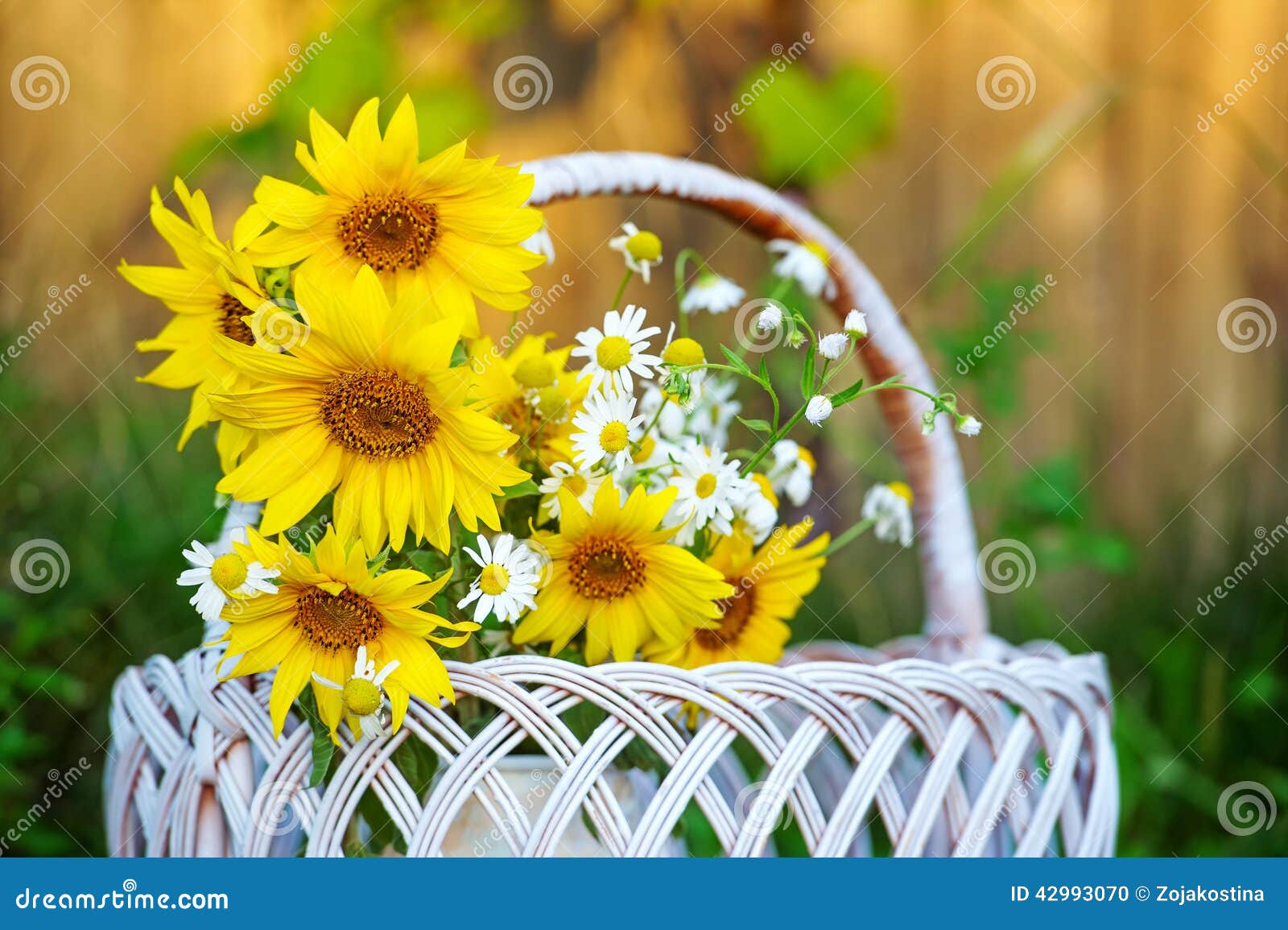 Sunflowers in basket stock photo. Image of nature, camomiles 42993070