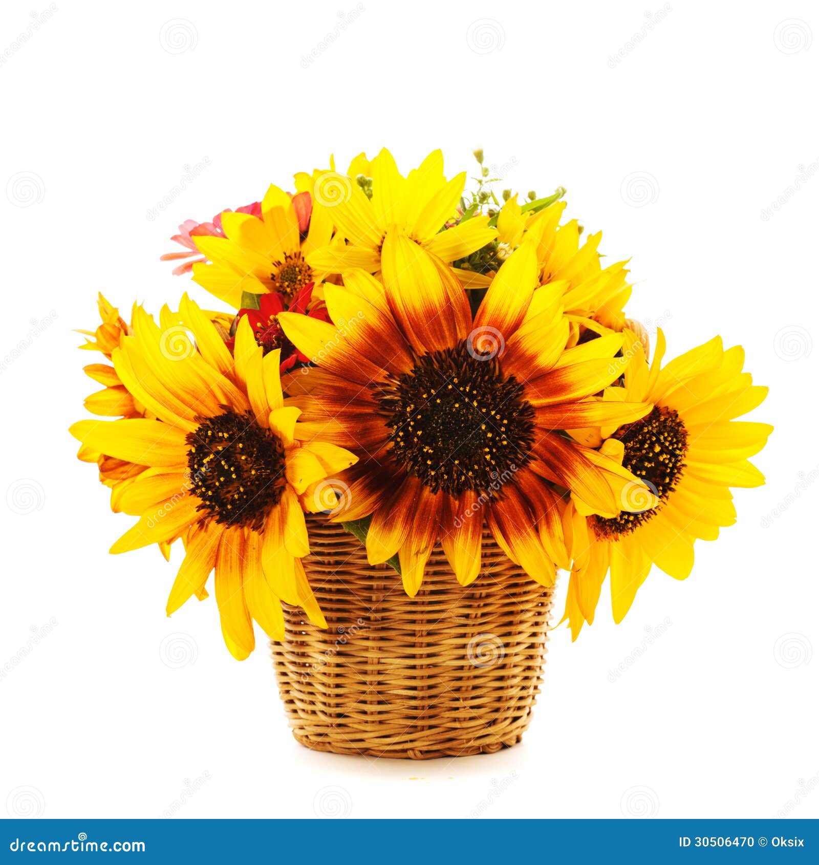 Sunflowers in Basket Isolated Stock Photo Image of basket, isolated