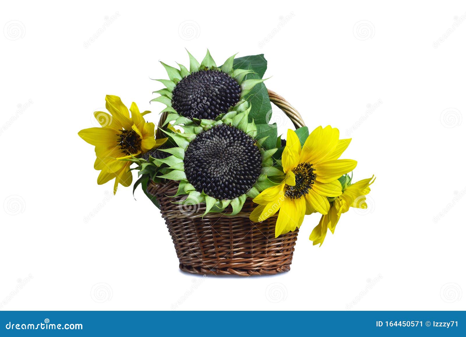 Sunflowers in Basket Isolated on White Stock Image Image of yellow
