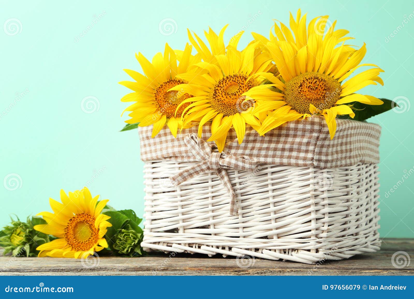 Sunflowers stock image. Image of mint, flora, green, floral 97656079