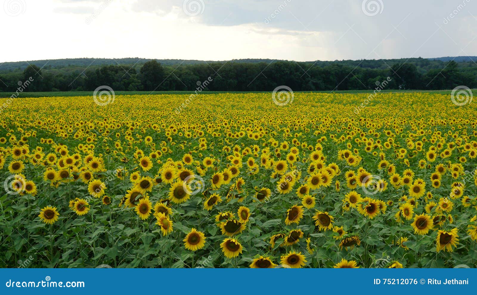 Sunflowers stock photo. Image of cover, america, july 75212076