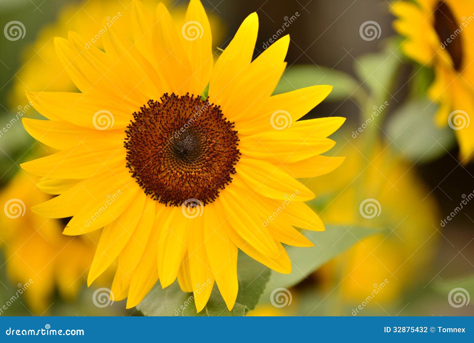 Beautiful yellow sunflower against a bokeh background with more sunflowers - selective focus, great amount of detail in the blossom