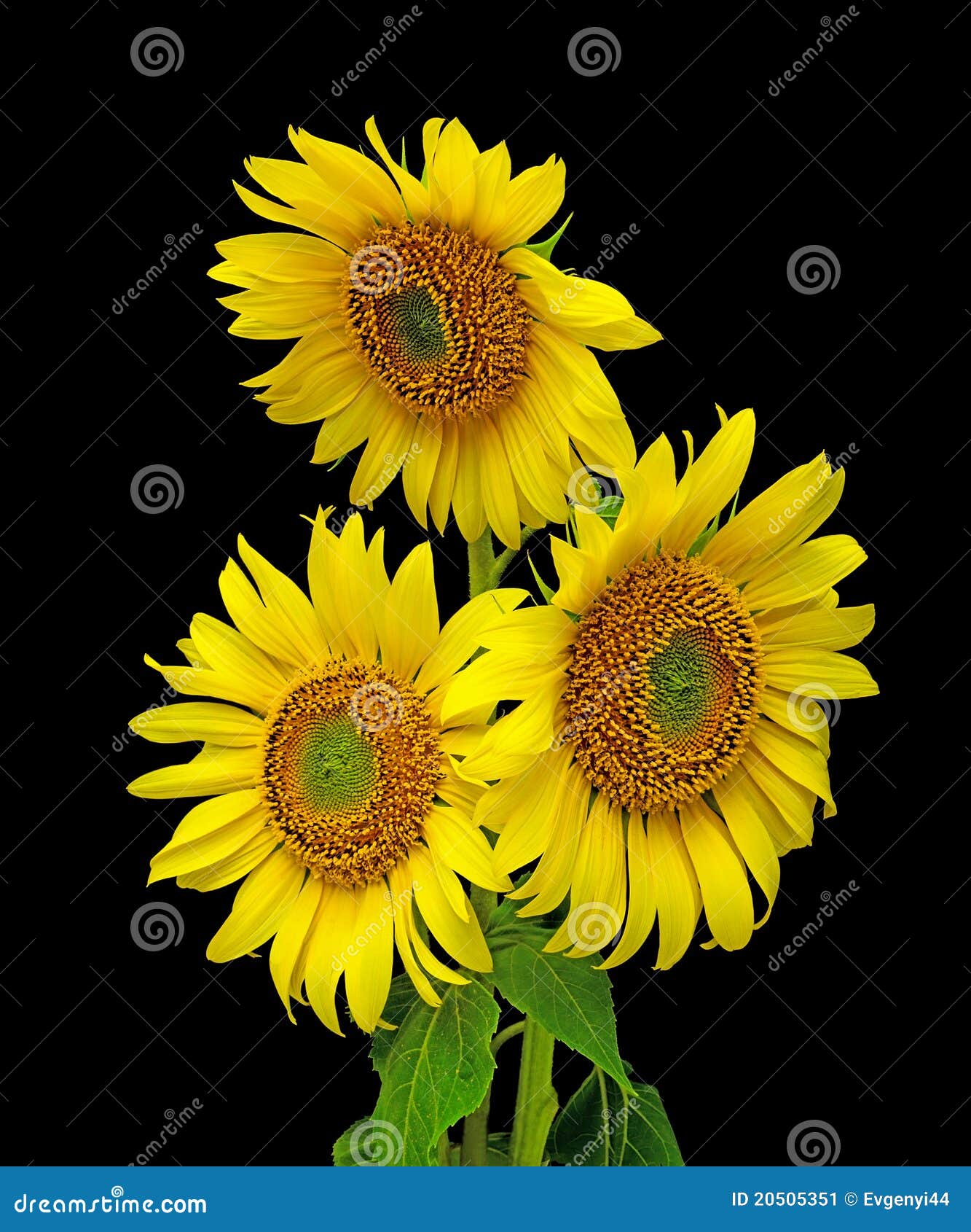 Sunflowers on a Black Background Stock Image - Image of summer, growing