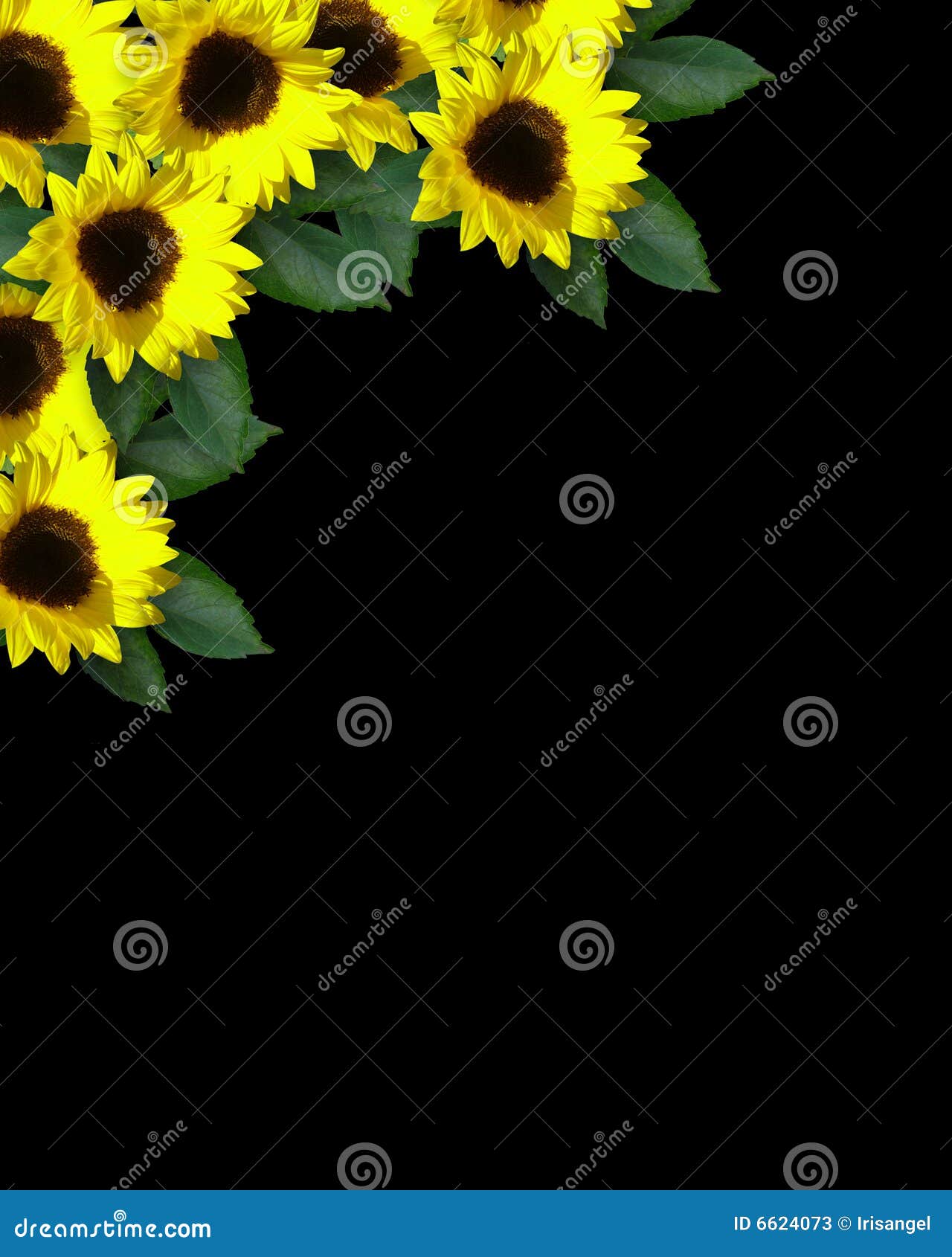 Sunflowers on Black Background Stock Illustration - Illustration ...