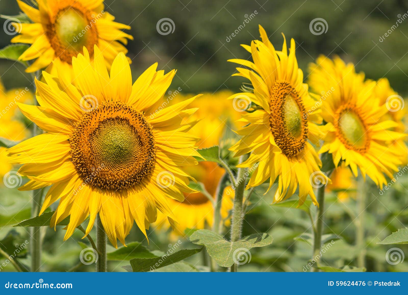 Sunflowers in bloom stock photo. Image of summer, bloom 59624476