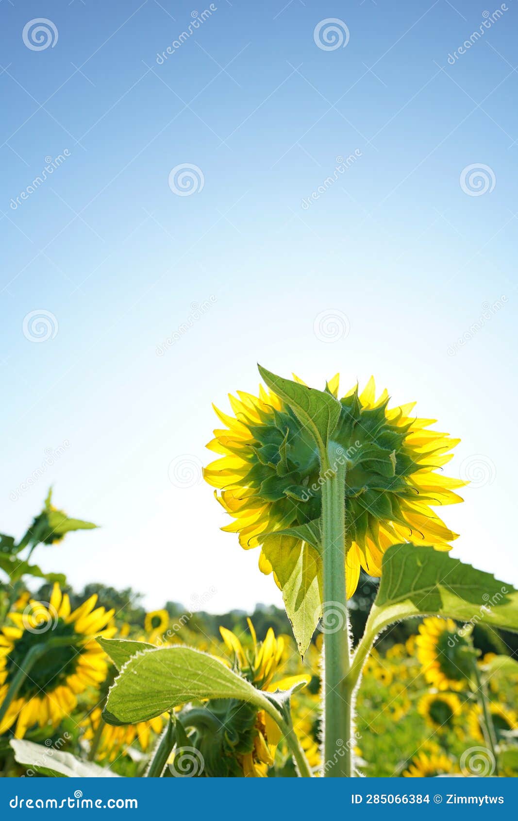 Sunflowers in Bloom at Dix Park in Raleigh NC Stock Photo Image of raleigh, city 285066384