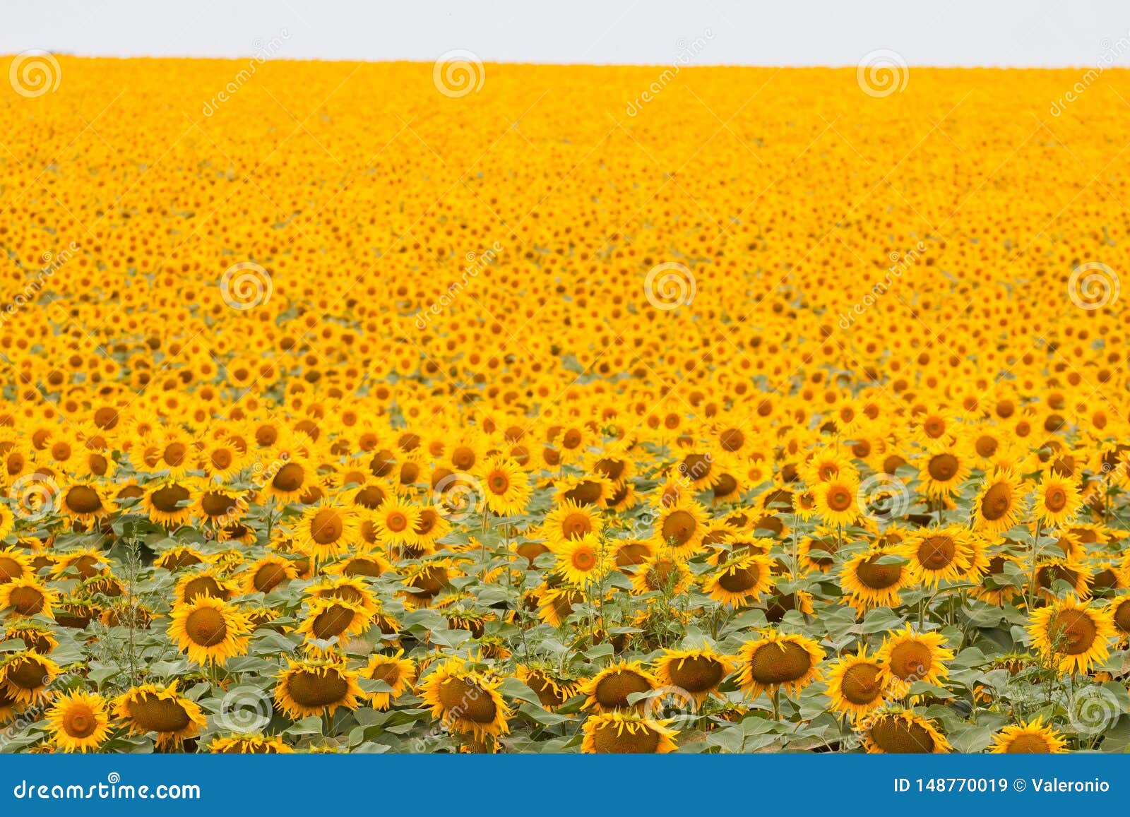 sunflowers bloom in summer farm field, cloudy sky, shadowless creative  pattern, agricultural background