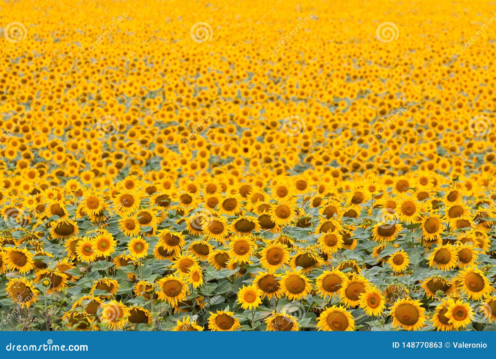 sunflowers bloom in summer field, cloudy sky, shadowless creative  pattern, agricultural background