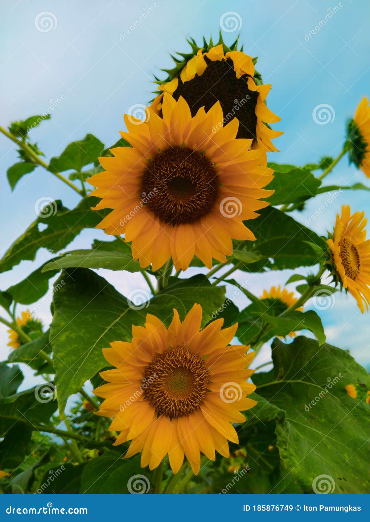Sunflowers bloom summers stock image. Image of summer 185876749