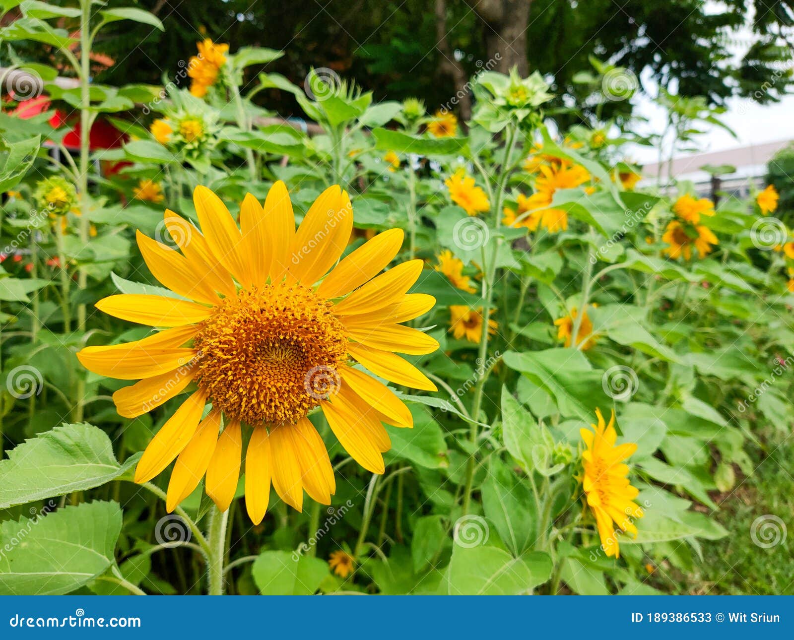 Sunflowers Blooming in the Flower Garden Stock Image Image of meadow
