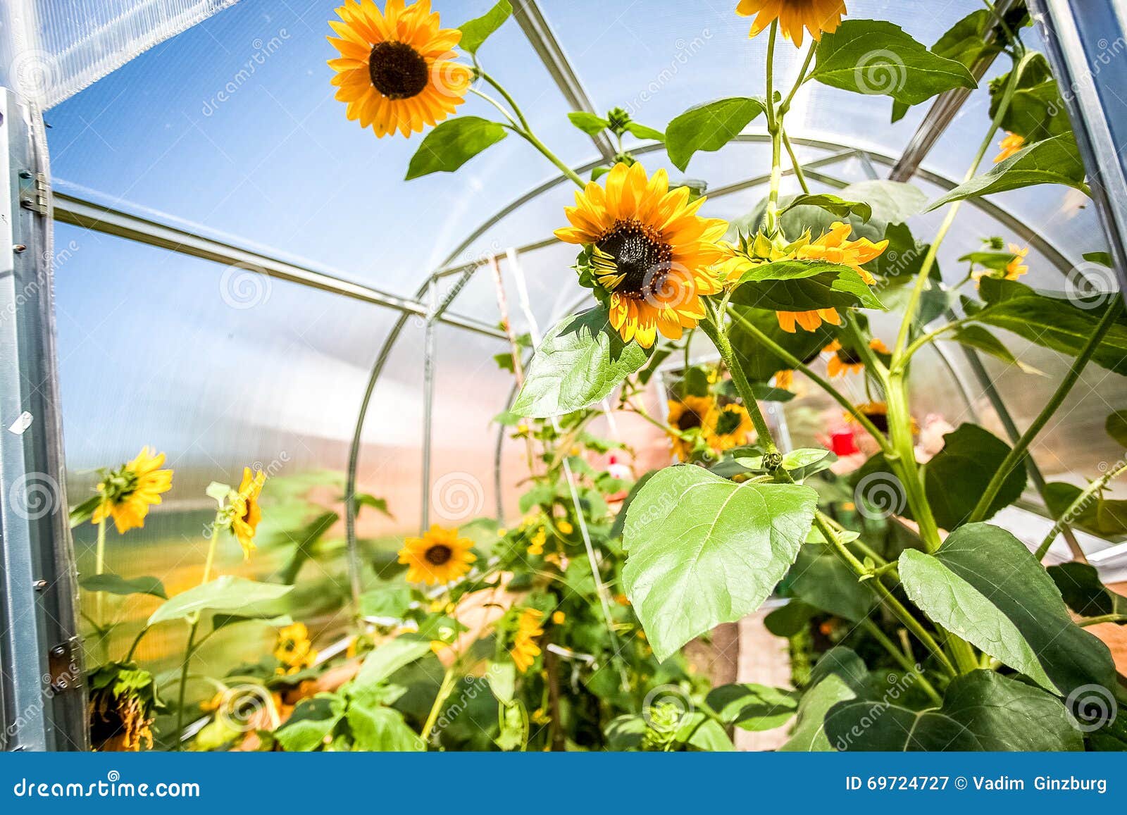 Sunflowers Blooming in the Greenhouse Stock Image Image of gardening, farmers 69724727