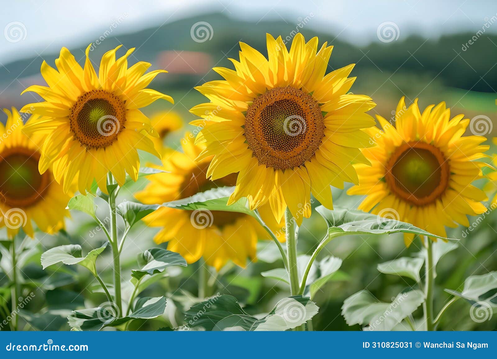 sunflowers blooming in the rice fields, beautiful scenery, summer scenery, freshness.generative ai