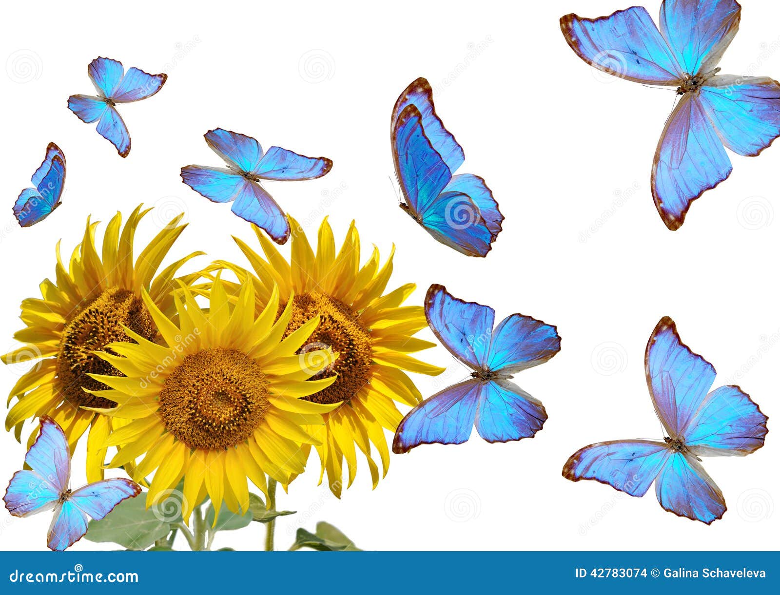 Sunflowers and Blue Butterfly Stock Photo Image of open, paint 42783074