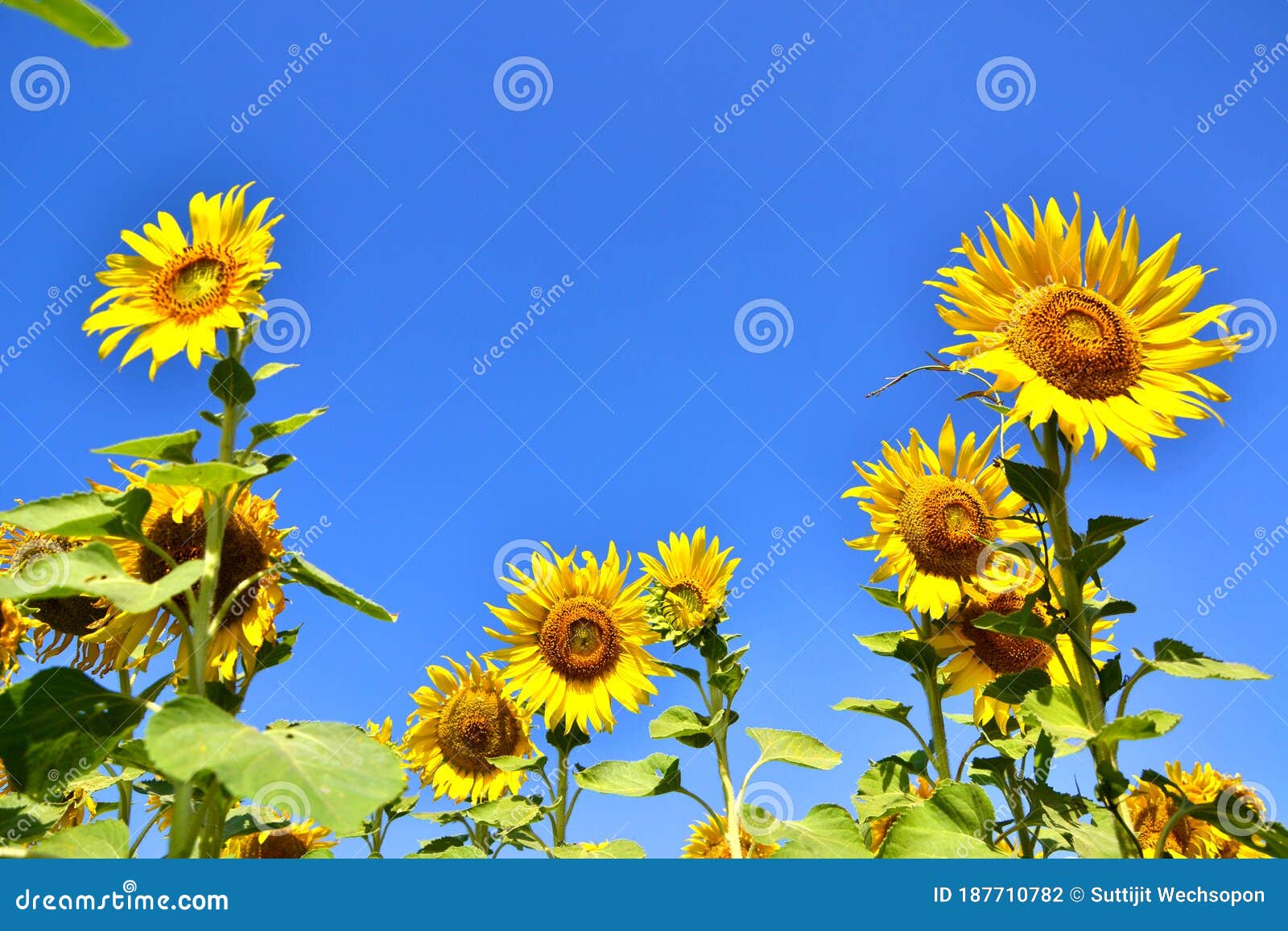 Sunflowers with Blue Sky Background Stock Photo Image of freshness